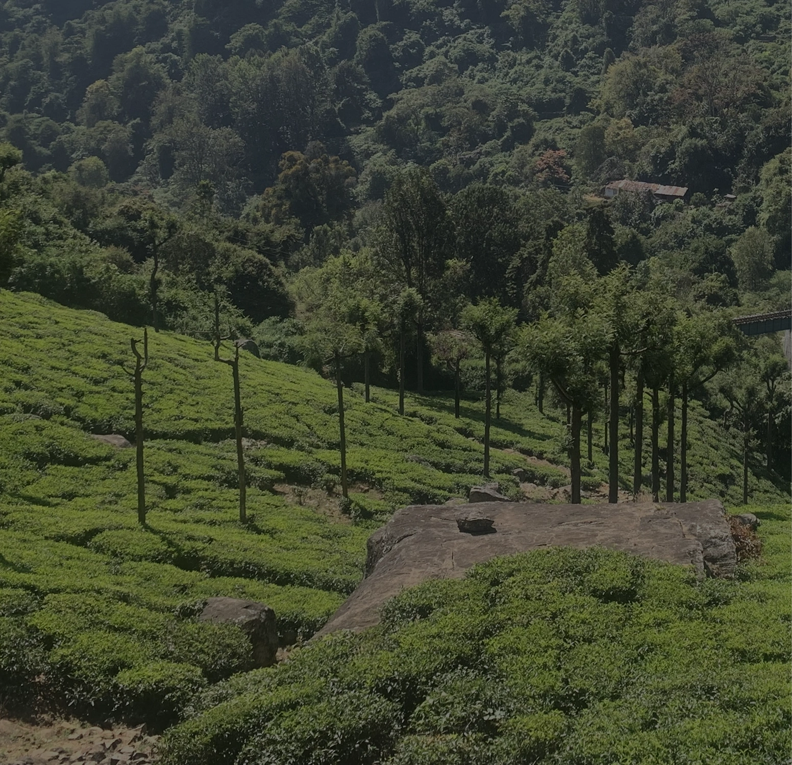 the nilgiris